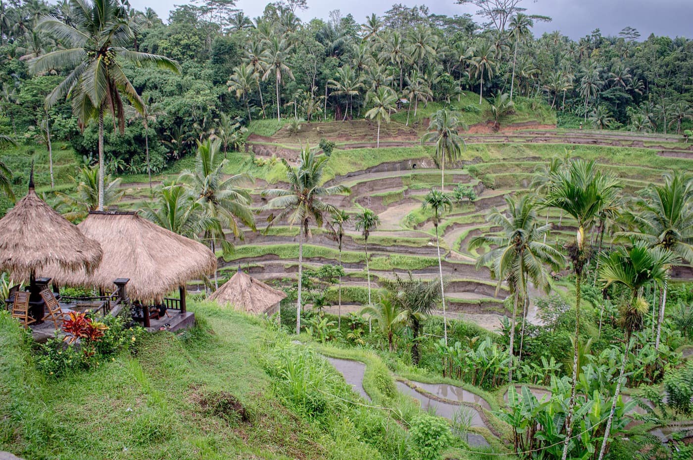 Bali — Tegallalang Rice Terraces Bali 1