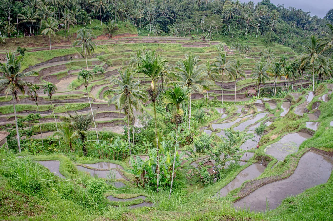 Bali — Tegallalang Rice Terraces Bali