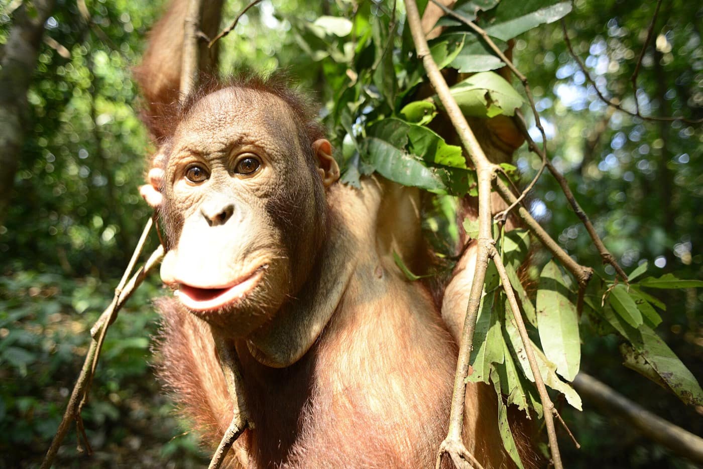 Bornéo — Mata indah orangutan Annie