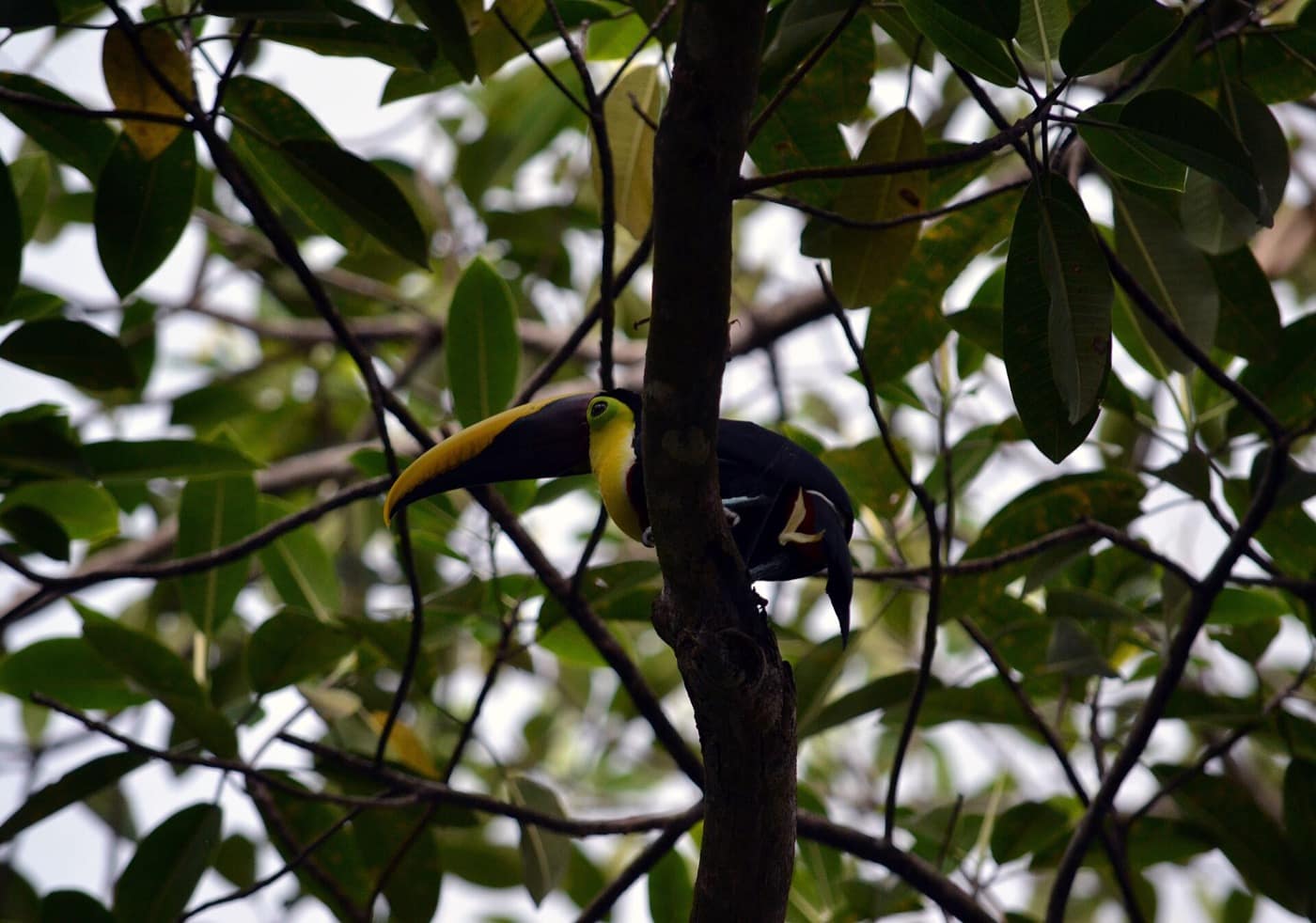 Costa Rica — Yellow-throated toucan - Dominical, Costa Rica