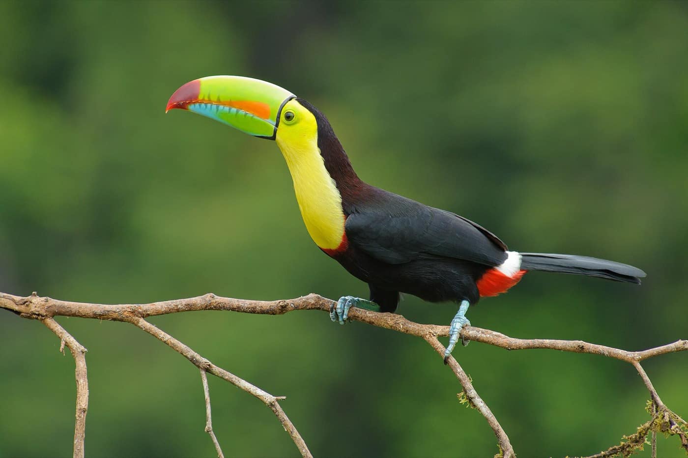 Costa Rica — Keel billed toucan costa rica