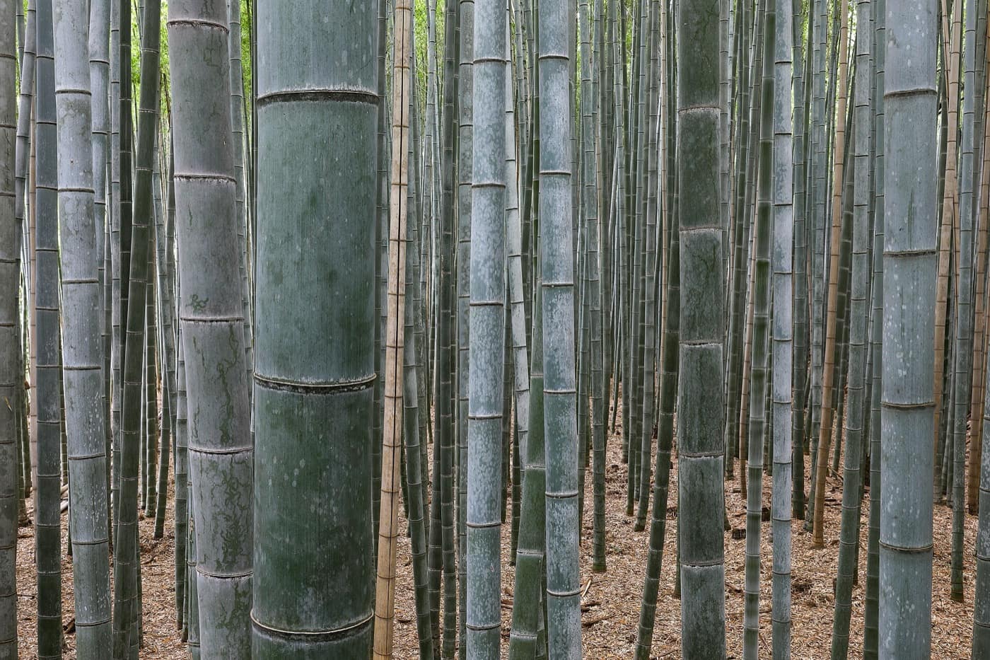 Kyoto — Bamboo Forest, Arashiyama, Kyoto, Japan