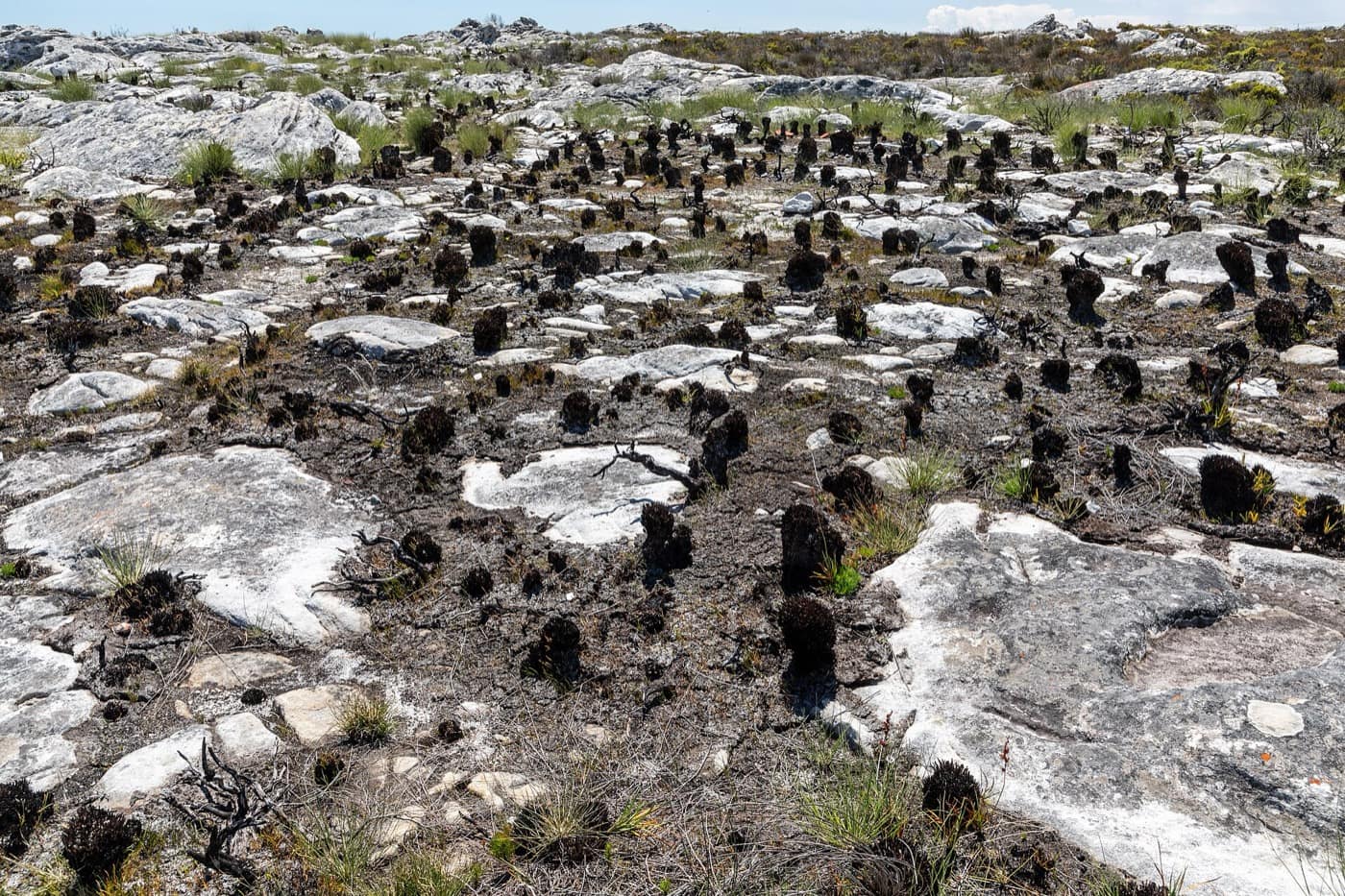 Le Cap — Cape Town (ZA), Table Mountain -- 2024