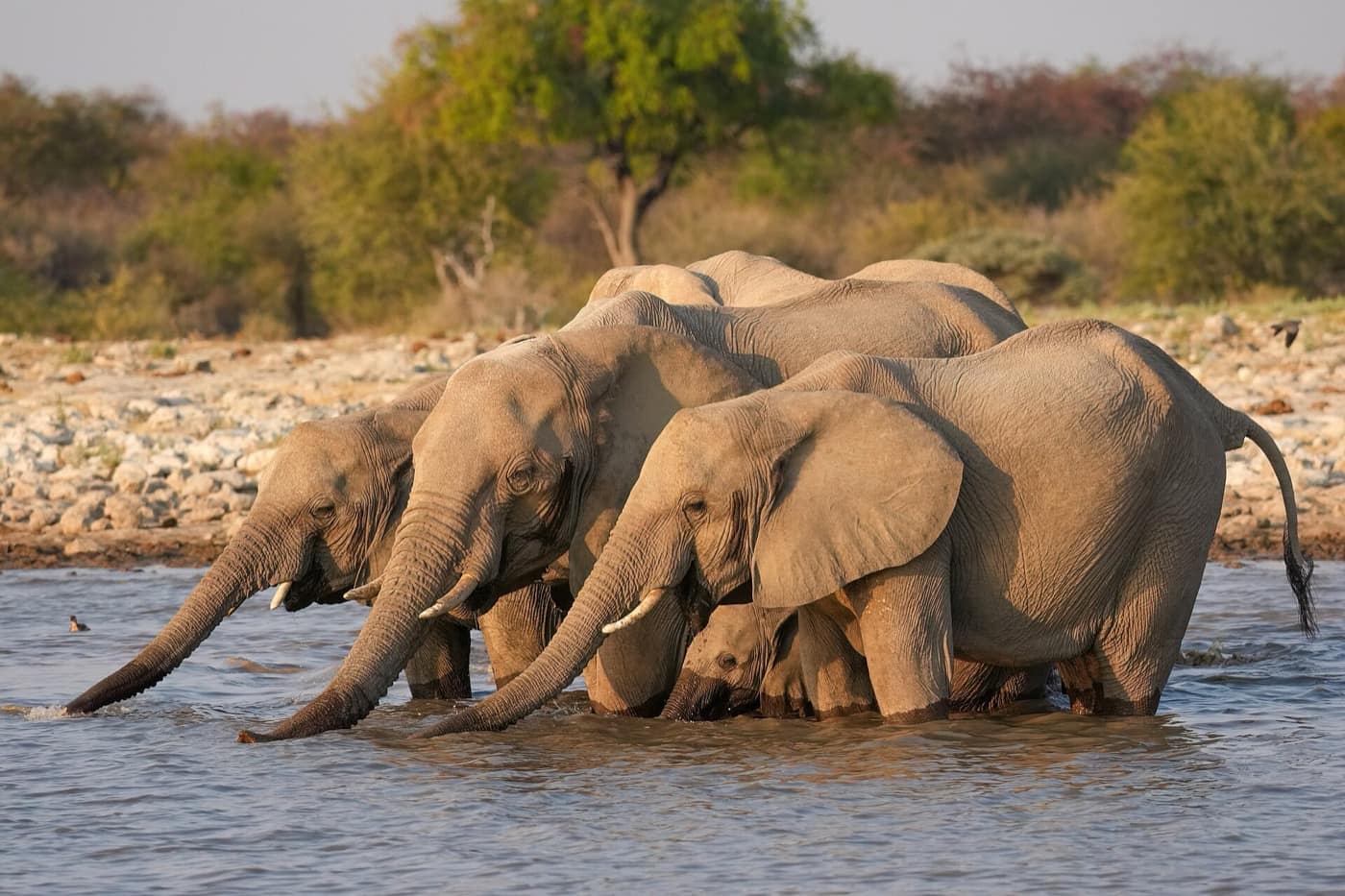 Namibie — Herd of African bush elephants drinking in Etosha National Park
