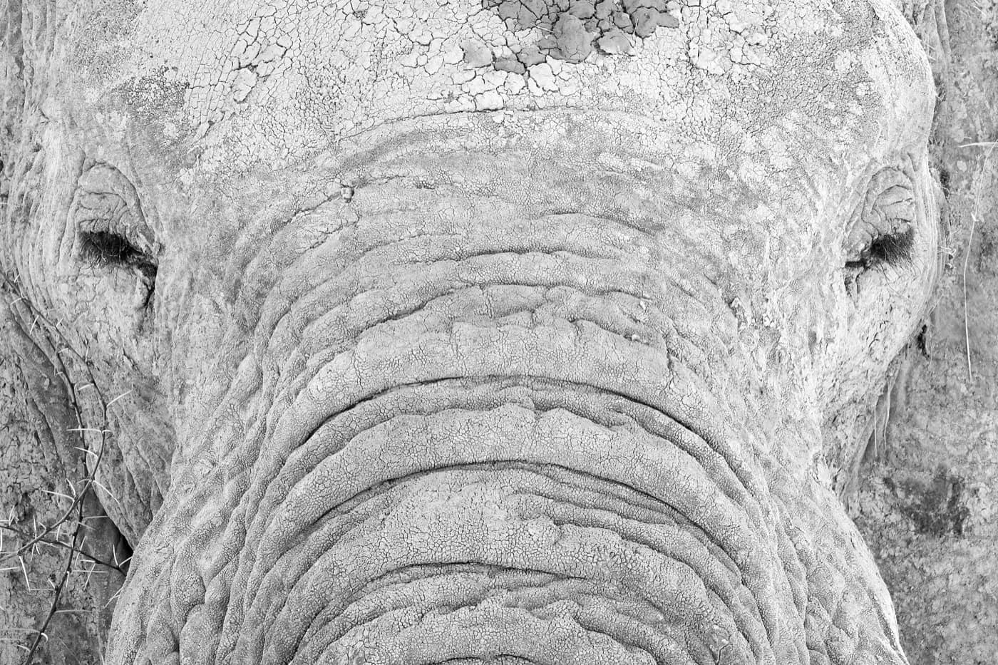 Namibie — African bush elephant face close-up in Etosha National Park