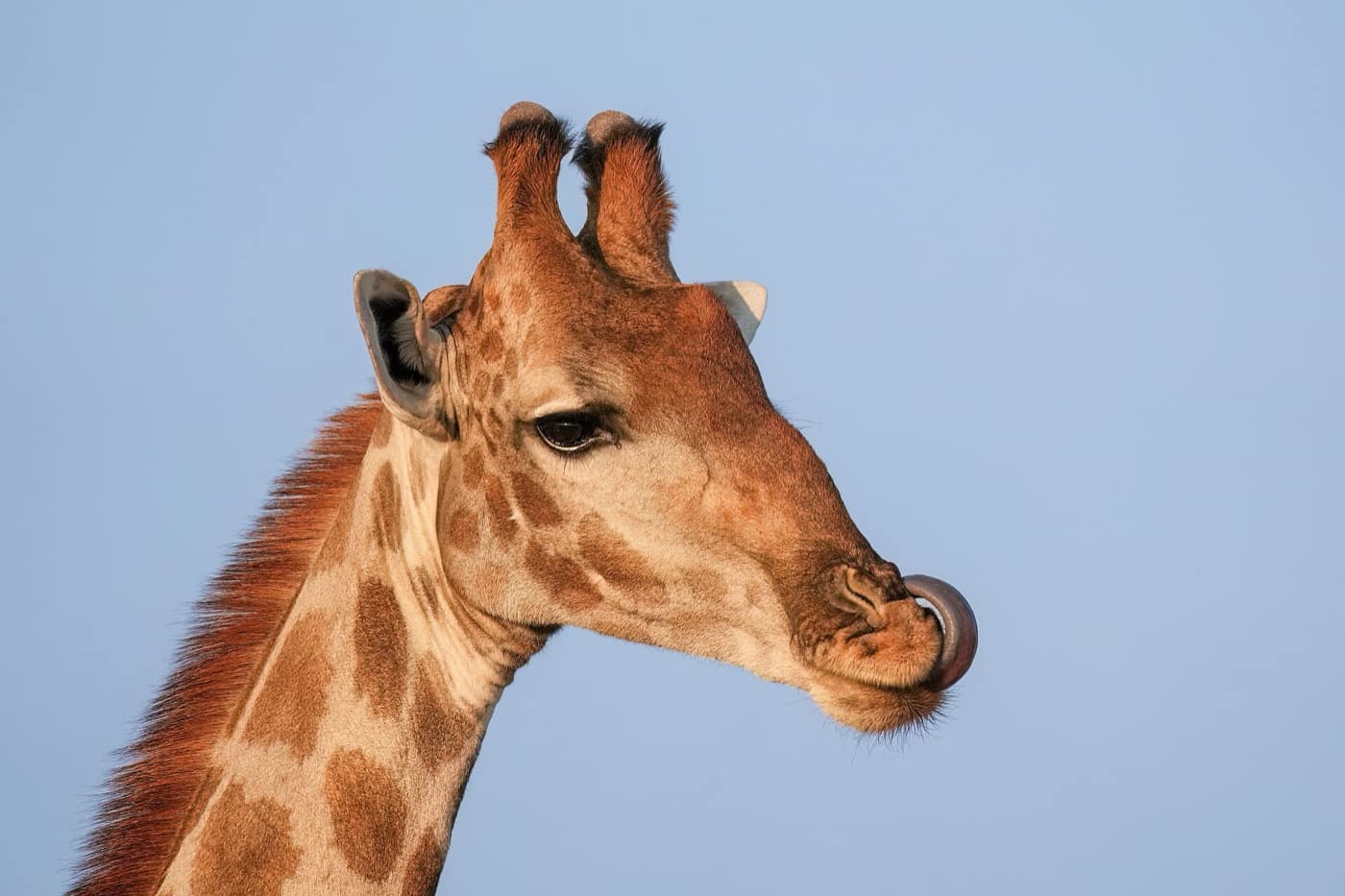 Namibie — Angolan giraffe licking its nose in Etosha National Park