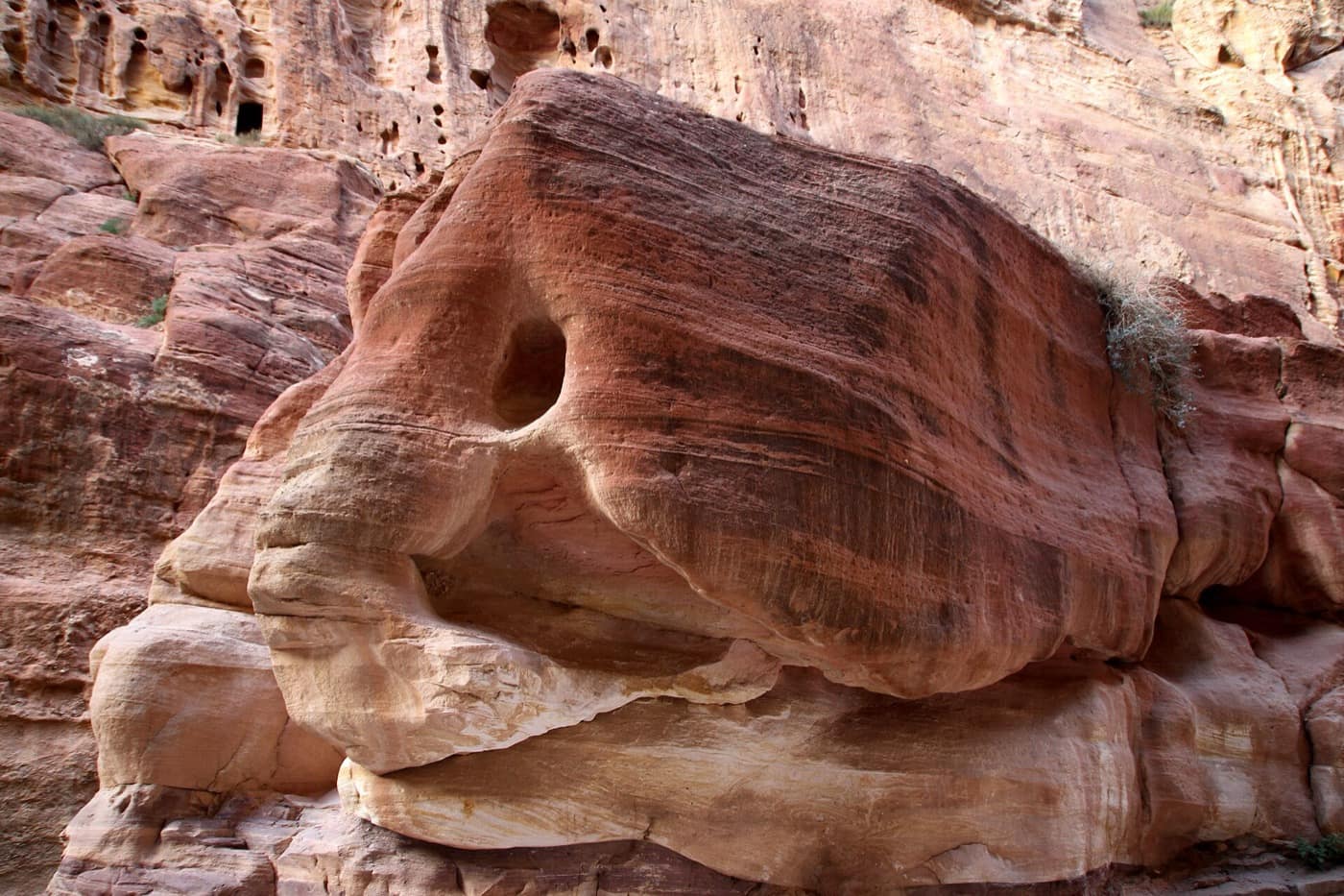 Petra et Wadi Rum — Petra-Siq-38-Zoomorph-2010-gje