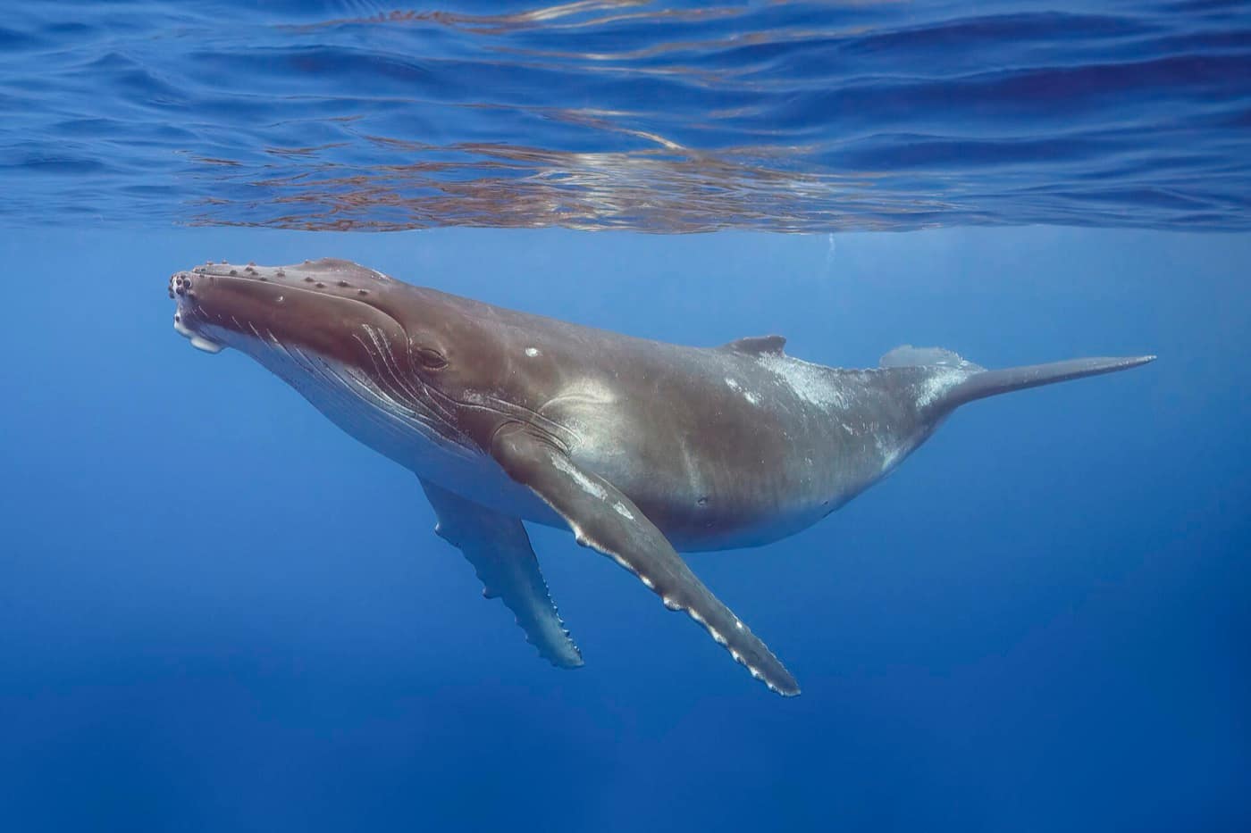 Polynésie française — Humpback whale (Megaptera novaeangliae) calf Moorea 2