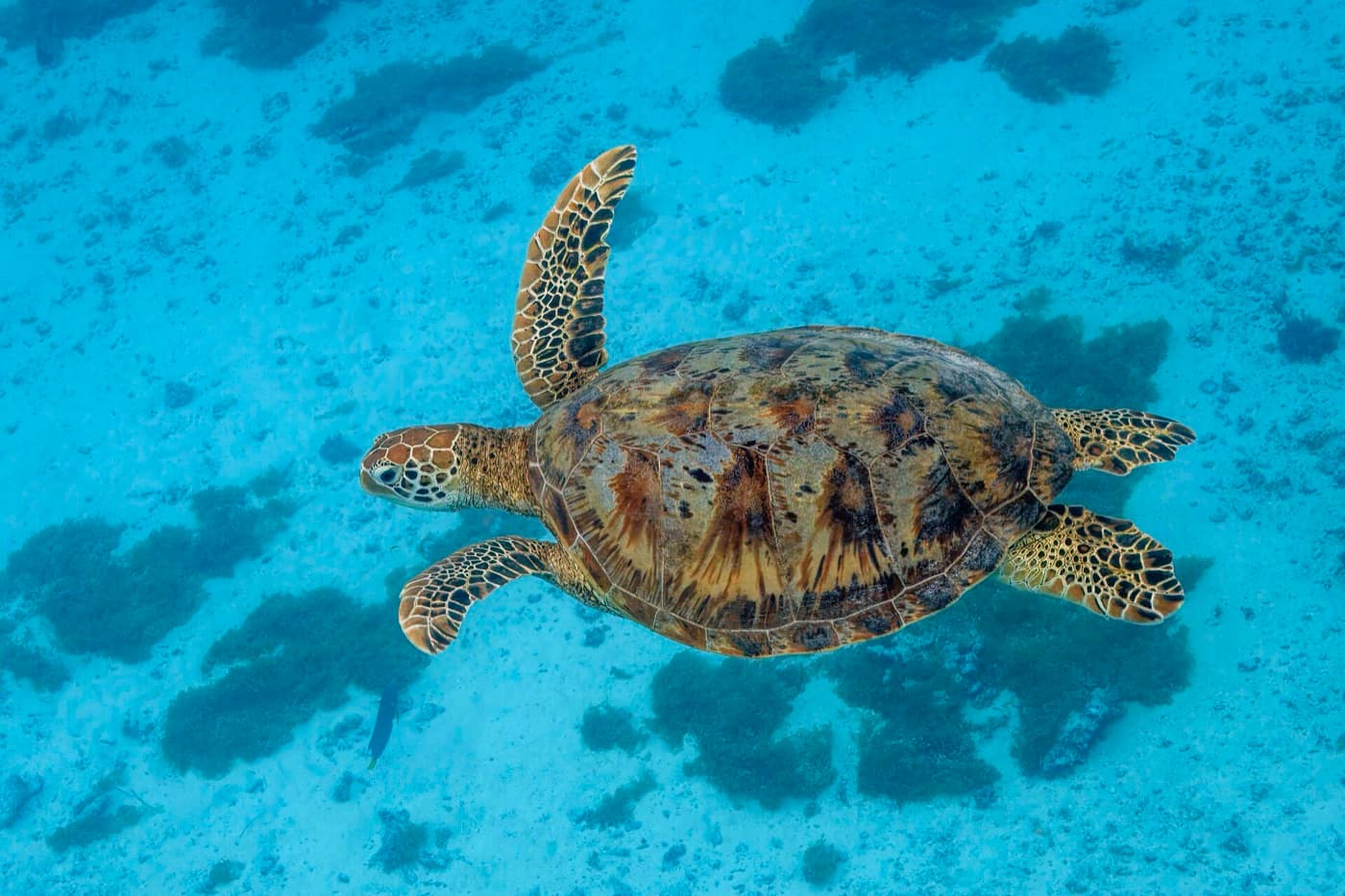 Polynésie française — Green sea turtle (Chelonia mydas) Moorea