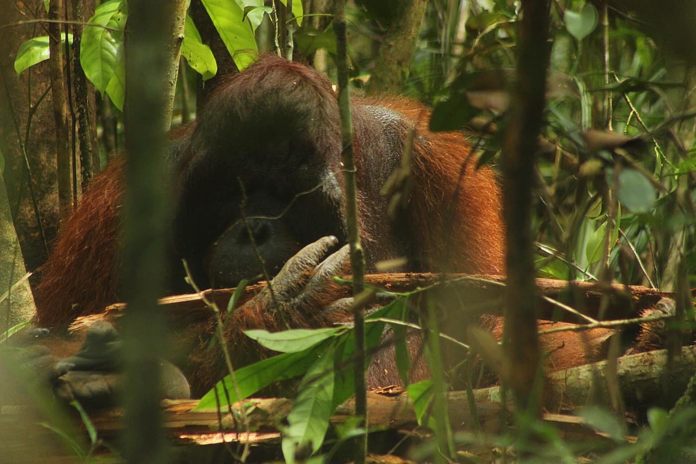 Bornéo — Orangutan Kalimantan (Pongo pygmaeus)