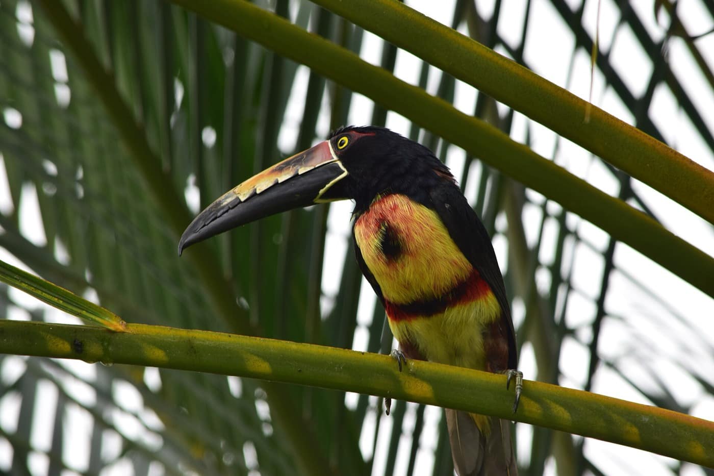 Costa Rica — Costa Rica Toucan