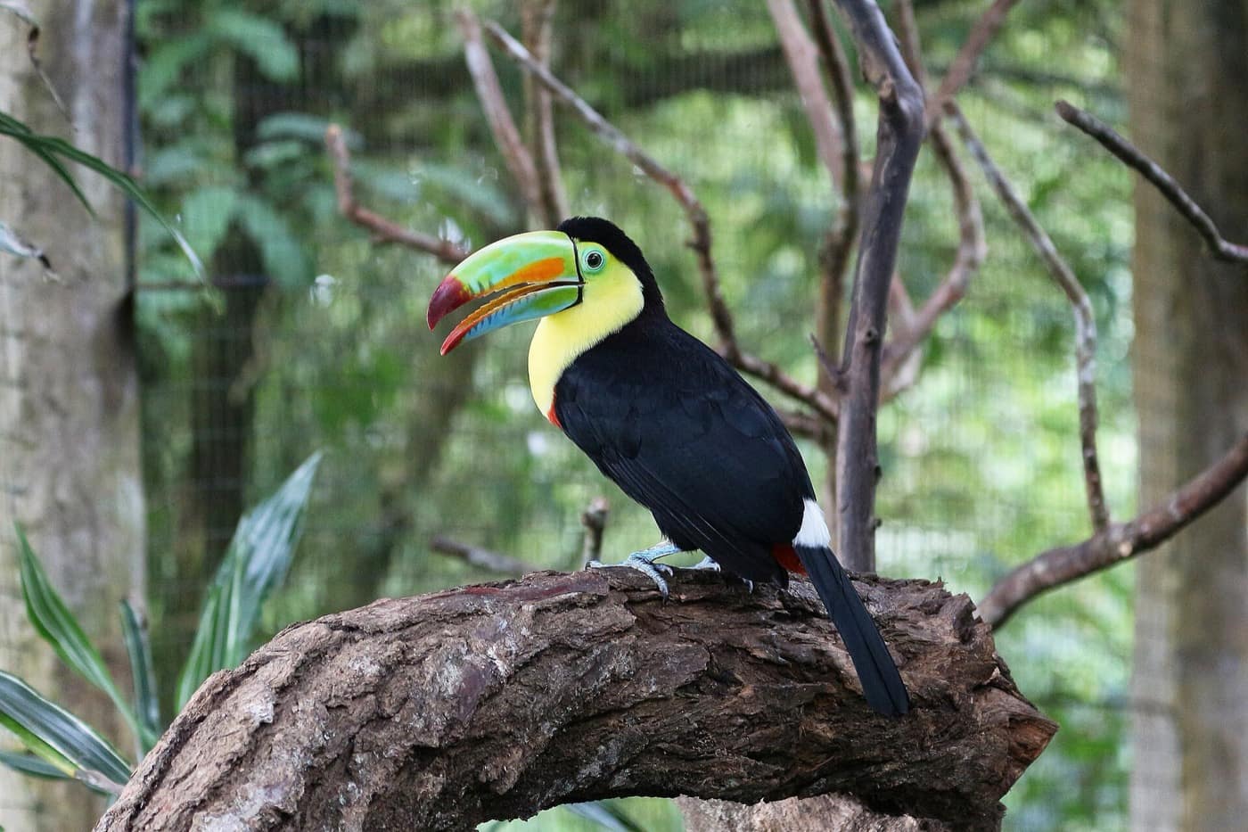 Costa Rica — Keel-billed toucan in Costa Rica 01