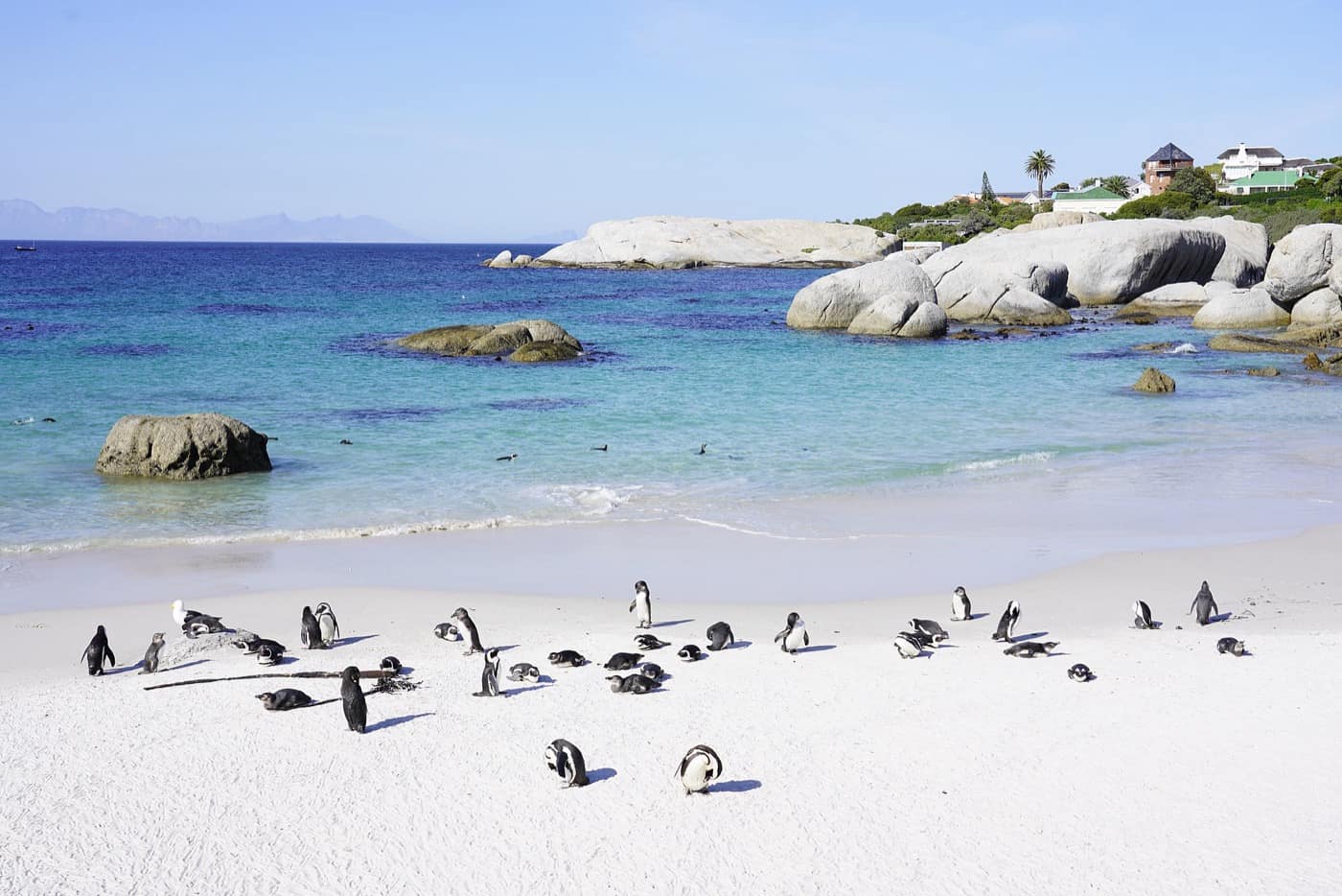 Le Cap — Penguins at Boulders Beach 04