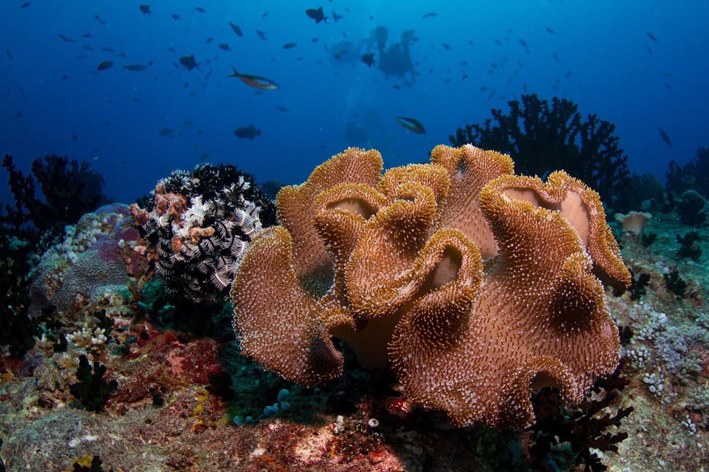 Maldives — Maldives soft coral