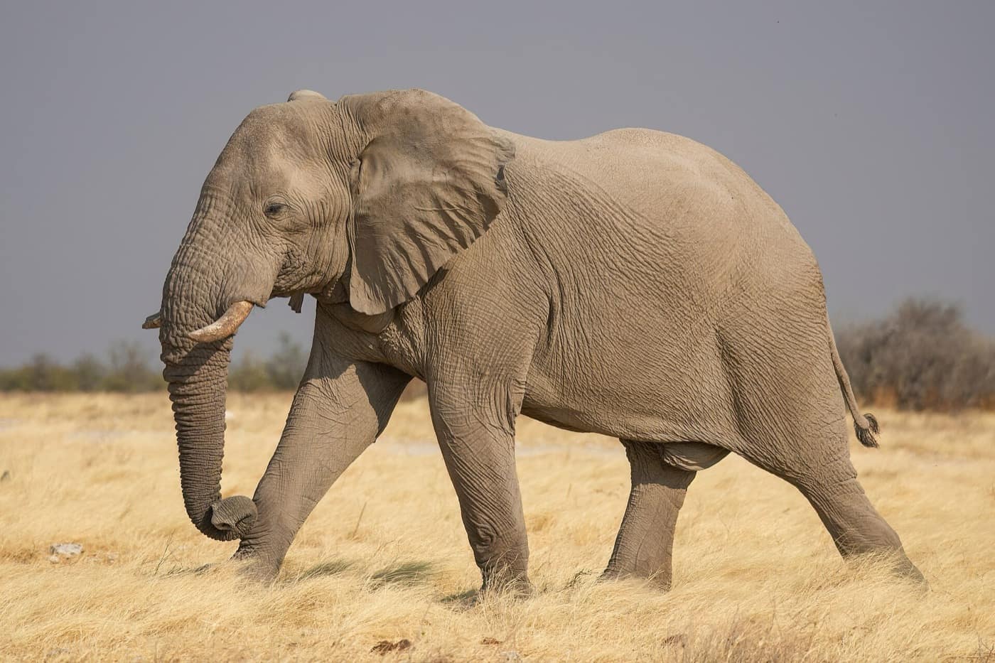 Namibie — Male African bush elephant in Etosha National Park