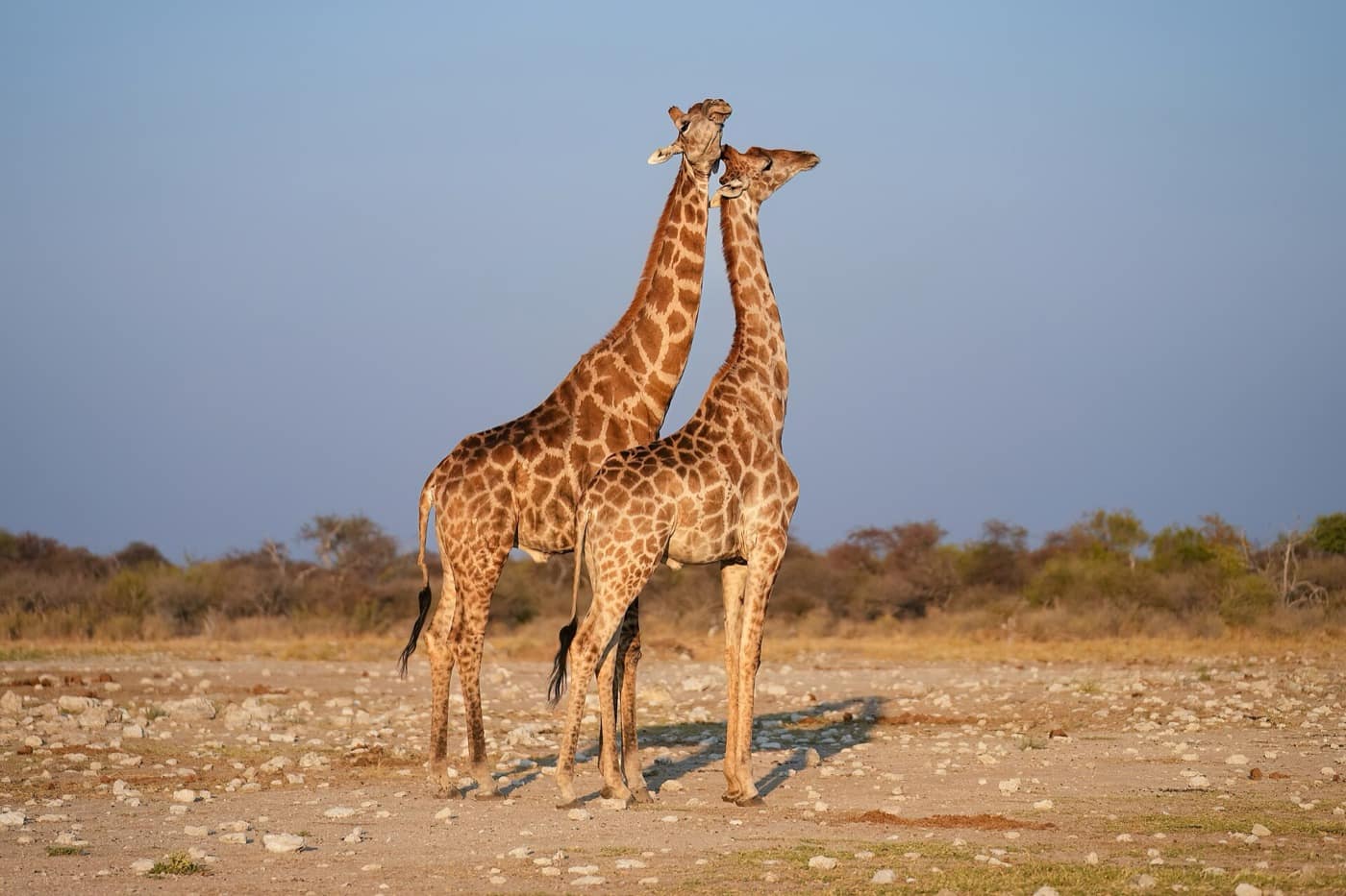 Namibie — Angolan giraffes cuddling at sunset in Etosha National Park