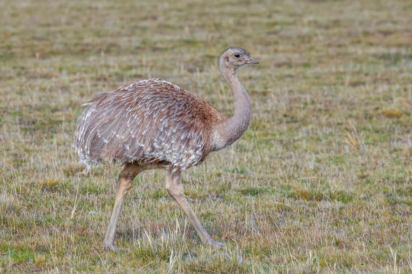 Patagonie — Lesser rhea (Rhea pennata pennata) Torres del Paine