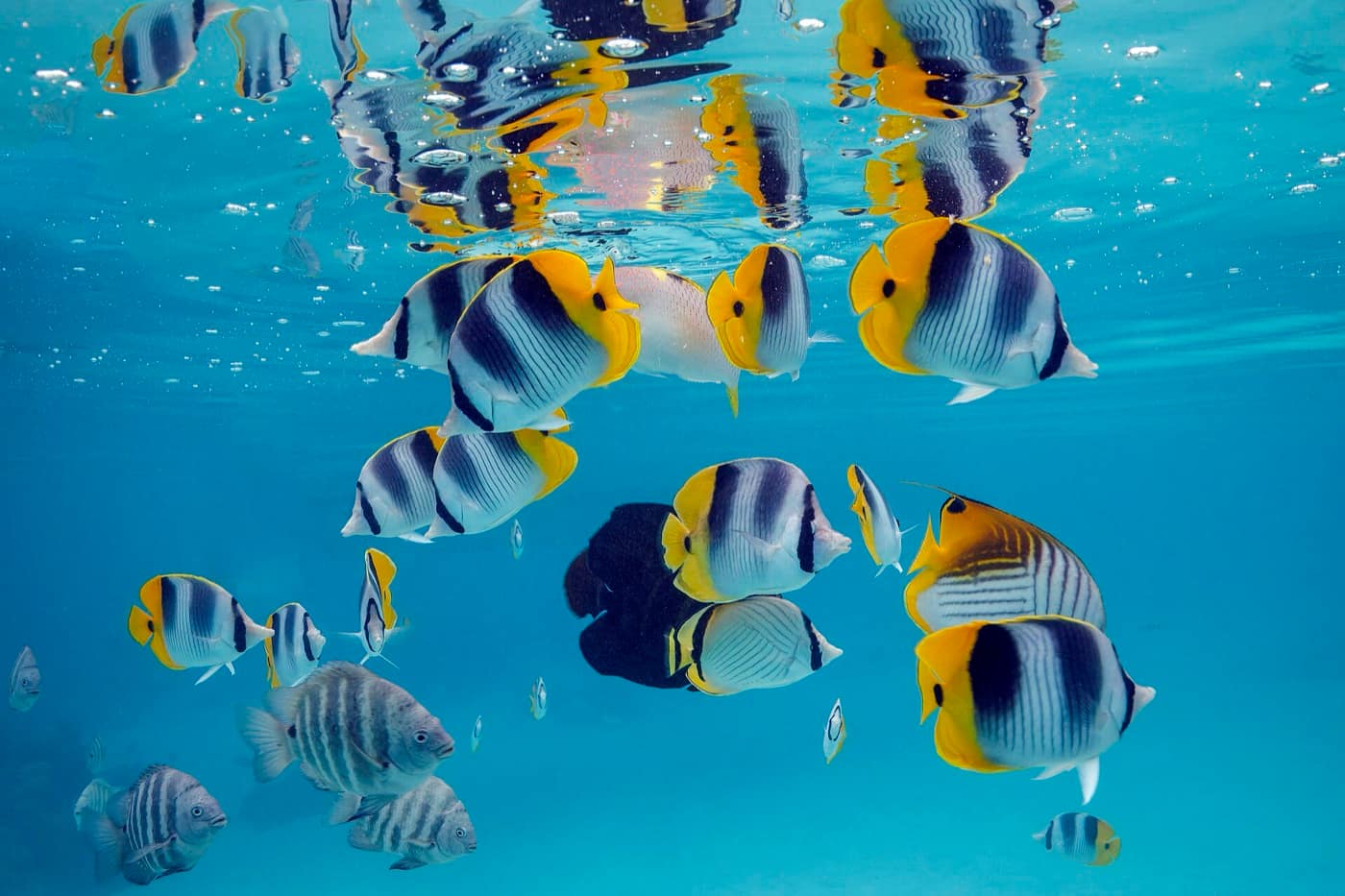 Polynésie française — Pacific double-saddle butterflyfish (Chaetodon ulietensis) and other Chaetodon Moorea