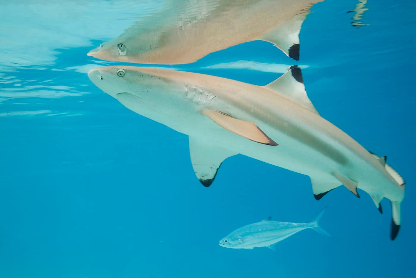 Polynésie française — Blacktip reef shark (Carcharhinus melanopterus) Moorea 5