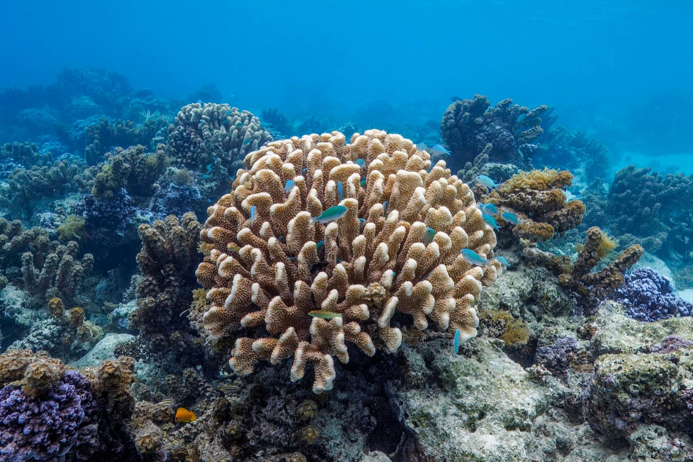 Polynésie française — Antler coral (Pocillopora grandis) with blue damselfish (Pomacentrus pavo) Moorea