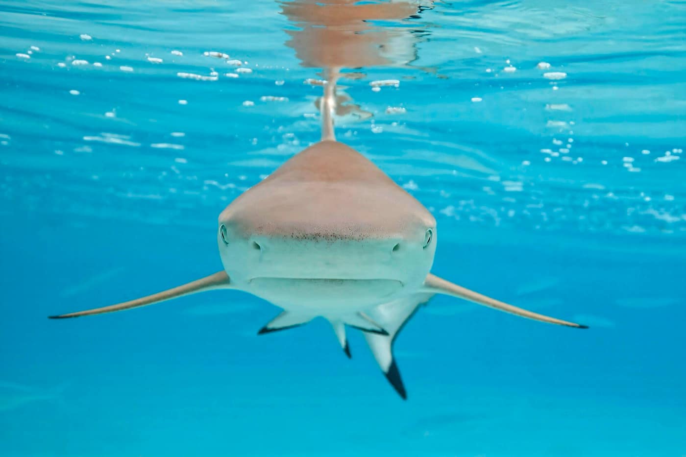 Polynésie française — Blacktip reef shark (Carcharhinus melanopterus) Moorea 4